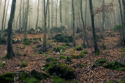 Arbres à Feuilles Vertes