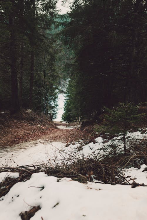 Neige Blanche Entre La Forêt