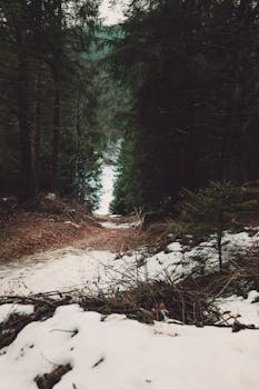 对于自然爱好者来说，穿过茂密的森林，探索白雪皑皑的小路是完美的选择
