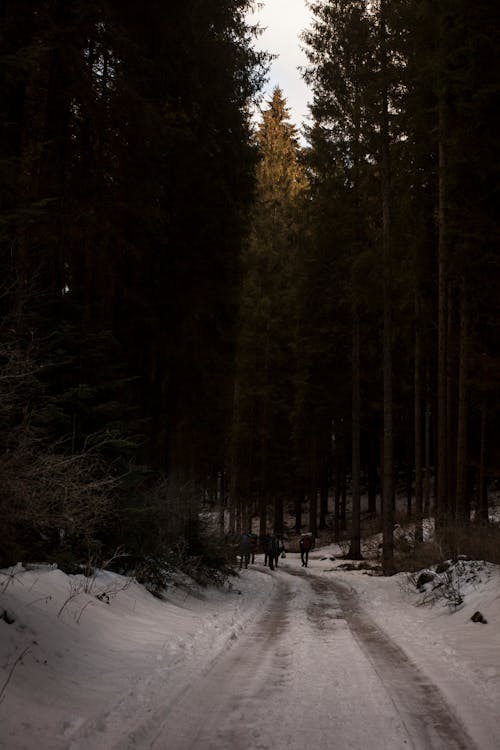 Due Persone Che Camminano Sul Sentiero Coperto Di Neve Vicino Ad Alberi Ad Alto Fusto
