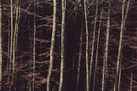 森林中光秃秃的高大树木营造出宁静而寒冷的氛围