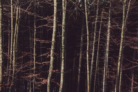 森林中光秃秃的高大树木营造出宁静而寒冷的氛围