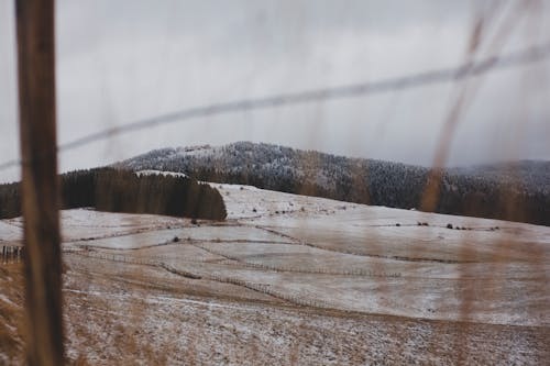 Campo Di Erba Appassita Durante Il Giorno