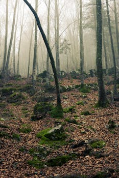 薄雾笼罩的宁静森林与长满青苔的岩石，共同营造出神秘的氛围
