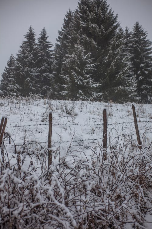 Couverture De Champ D'herbe Par La Neige