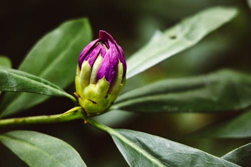 Close-Up Shot of a Purple Flower 