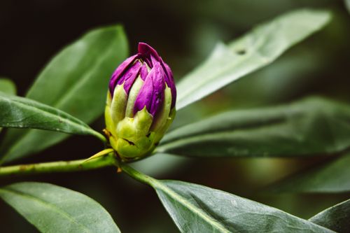 Free A delicate purple flower bud captured with shallow focus against a natural green background. Stock Photo