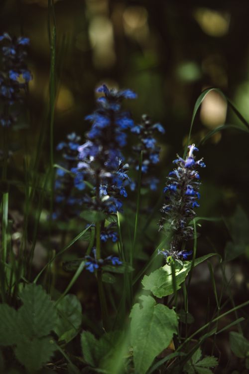 Free A dark, moody close-up of ajuga flowers in a forest setting with blurred depth. Stock Photo