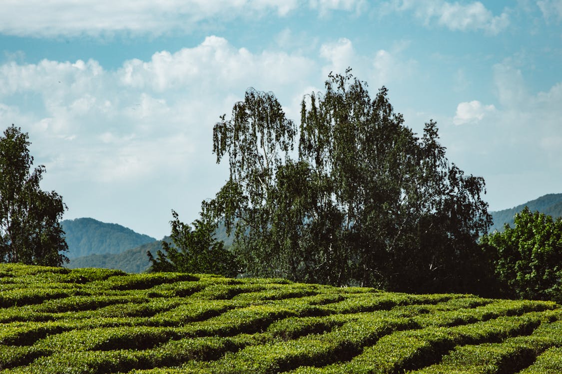 Immagine gratuita di agricoltura, albero, campagna