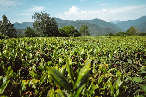 Free Photo of a Field with Green Crops Stock Photo