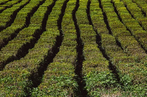 Green Crop Field