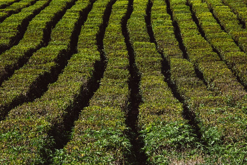 Vibrant tea plantation with neatly aligned rows captured in natural daylight, showcasing rural agriculture.