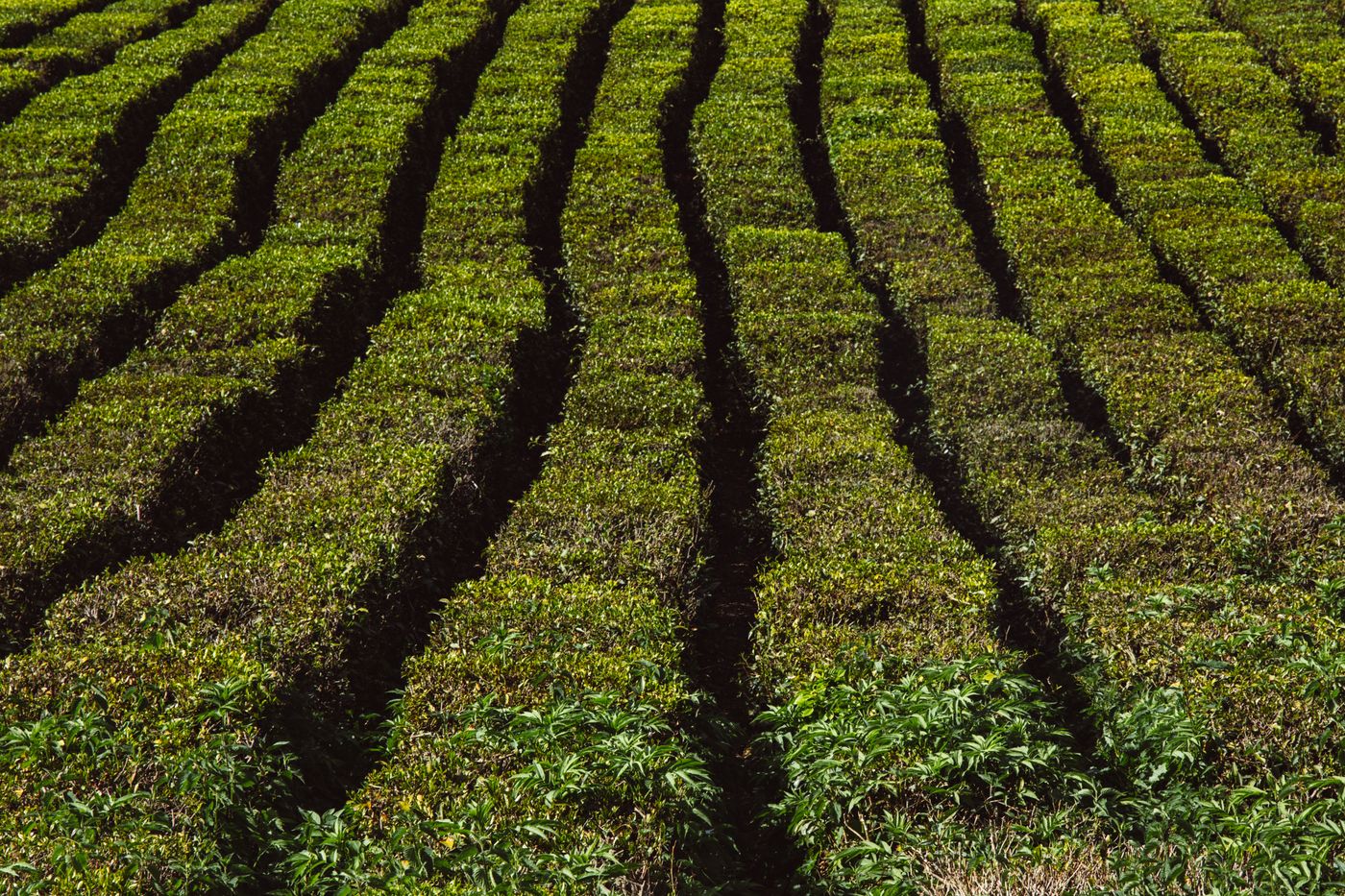 Crops growing on farmland