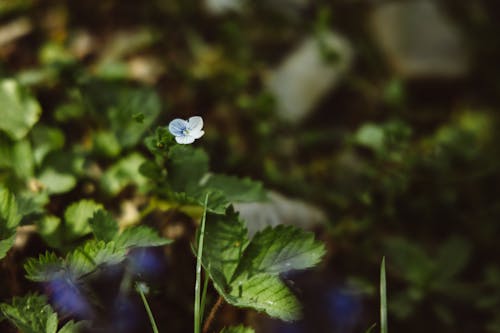 Selective Focus Photo of a Small White Flower 