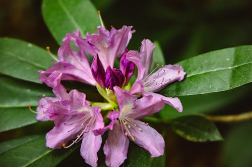 Free Macro Shot of a Purple Rhododendron Stock Photo
