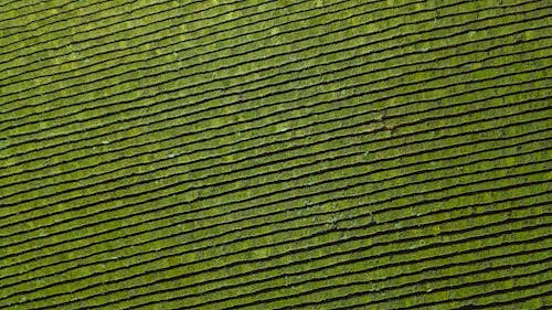 Drone Shot of a Green Field