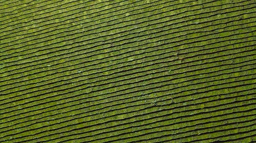 Fotobanka s bezplatnými fotkami na tému dedinský, farma, hracie pole