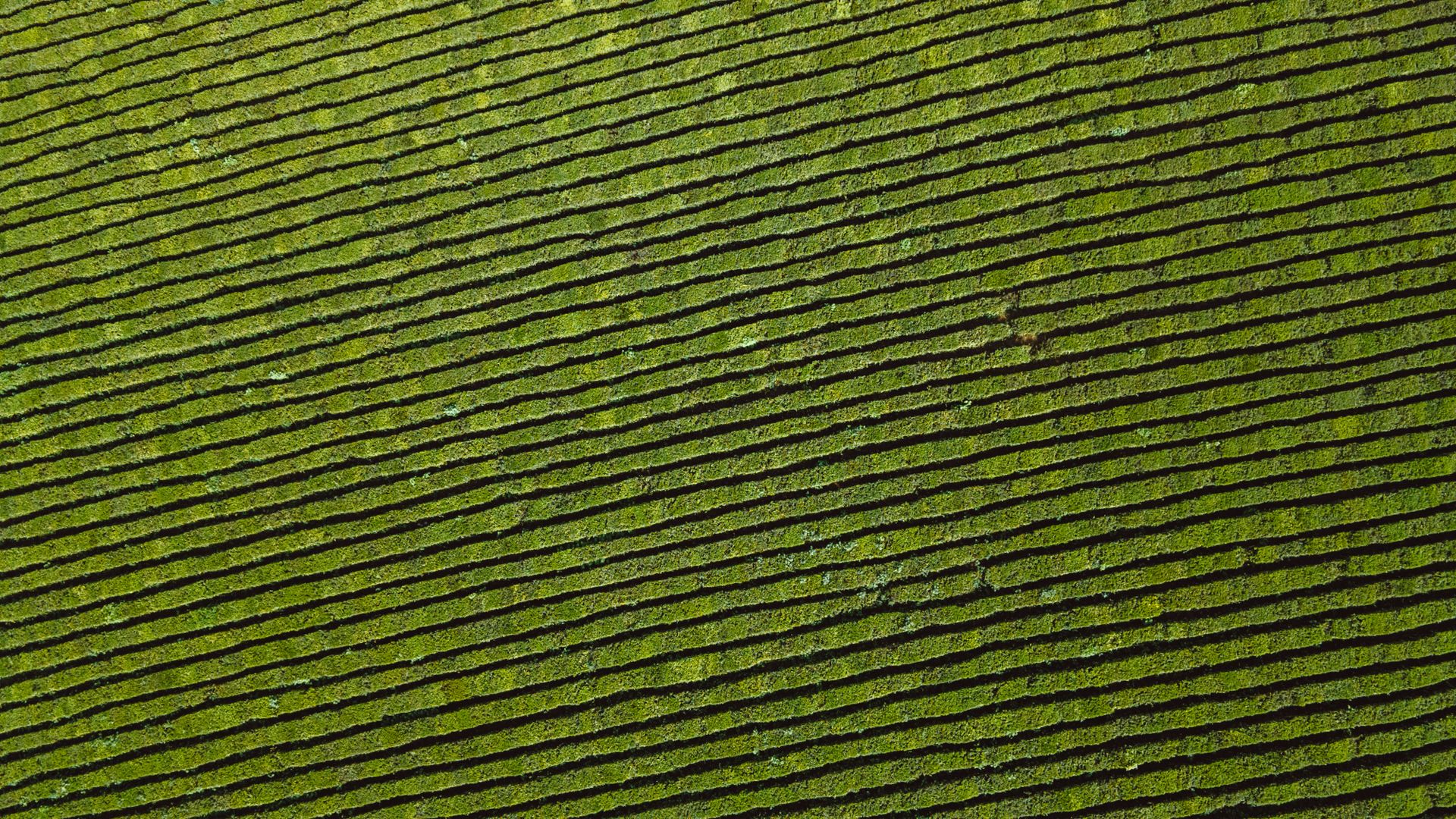 Aerial view capturing the lush, green patterns of a cultivated agricultural field seen from above.