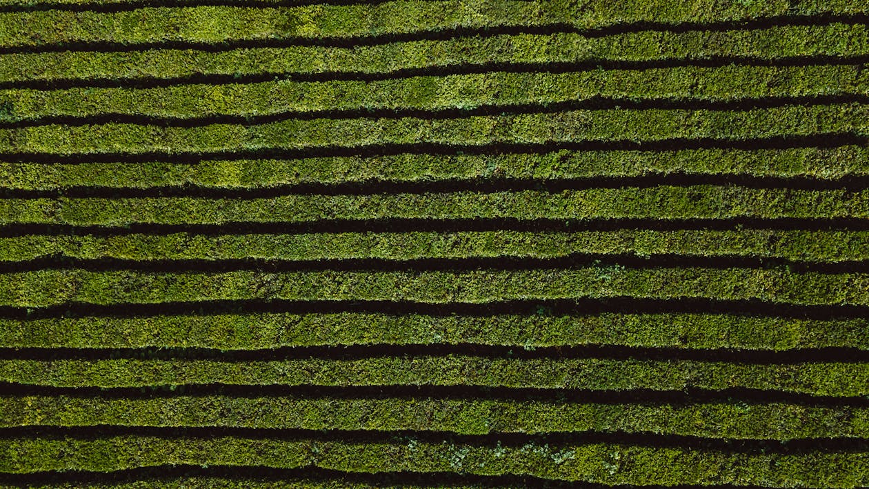 Drone Shot of Rows of Green Plants