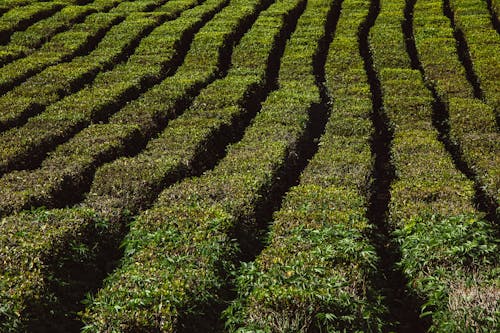 Fotobanka s bezplatnými fotkami na tému farma, flóra, hracie pole