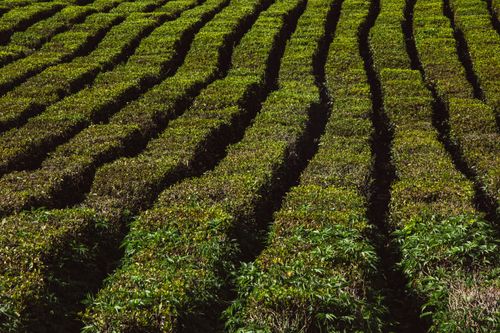 Free Captivating aerial shot of lush green tea plantation rows basking in sunlight. Stock Photo