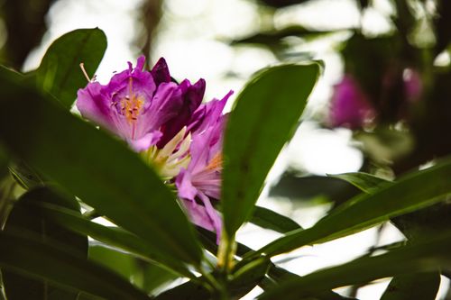 Free Close-up of a purple rhododendron flower blooming among green leaves in natural light. Stock Photo