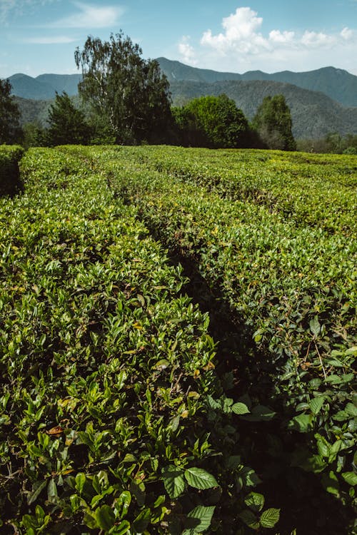 Fotos de stock gratuitas de arboles, campo, cultivos