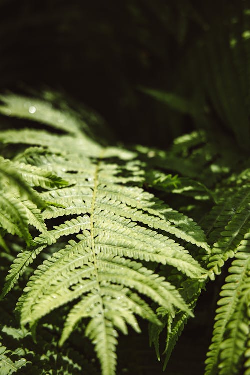 Close-Up Shot of Fern Leaves