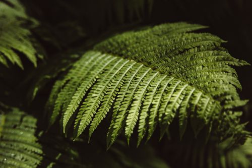 Free A detailed close-up photograph of lush green fern leaves showcasing natural growth and texture. Stock Photo
