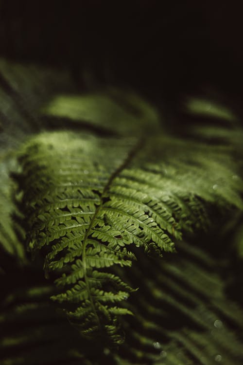 Green Fern Leaf in Close Up Photography