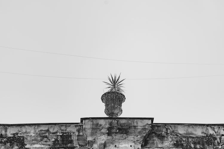 A Plant On A Concrete Pot