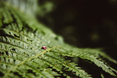 Green Leaf in Close Up Photography