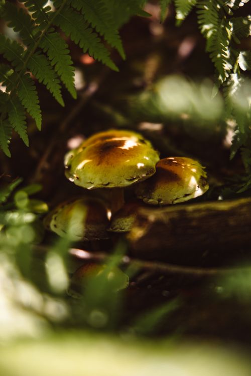 Free Intimate view of mushrooms among ferns in a forest setting, showcasing nature's growth. Stock Photo