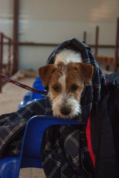 Wire Fox Terrier image image_3