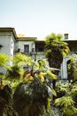 Green Palm Tree Near White Concrete Building