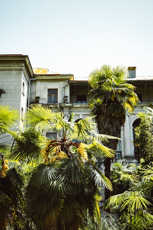 Free Lush palm trees in front of a historic stone building under a clear sky. Stock Photo