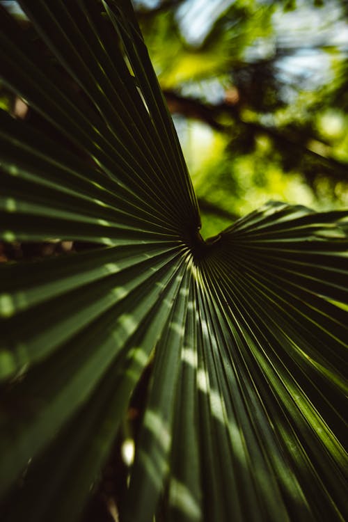 Imagine de stoc gratuită din a închide, fotografiere verticală, frunza de palmier