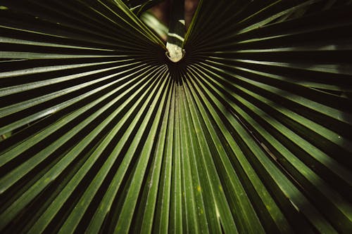 Close-up Photo of a Green Palm Leaf