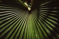 Green Leaf Plant