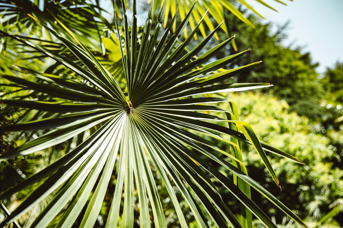 Gratis stockfoto met buiten, depth of field, detailopname