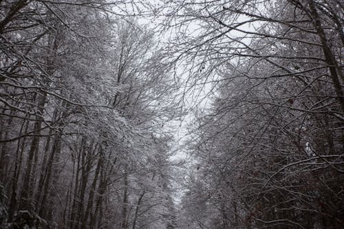 Immagine gratuita di giorno, inverno, montagna