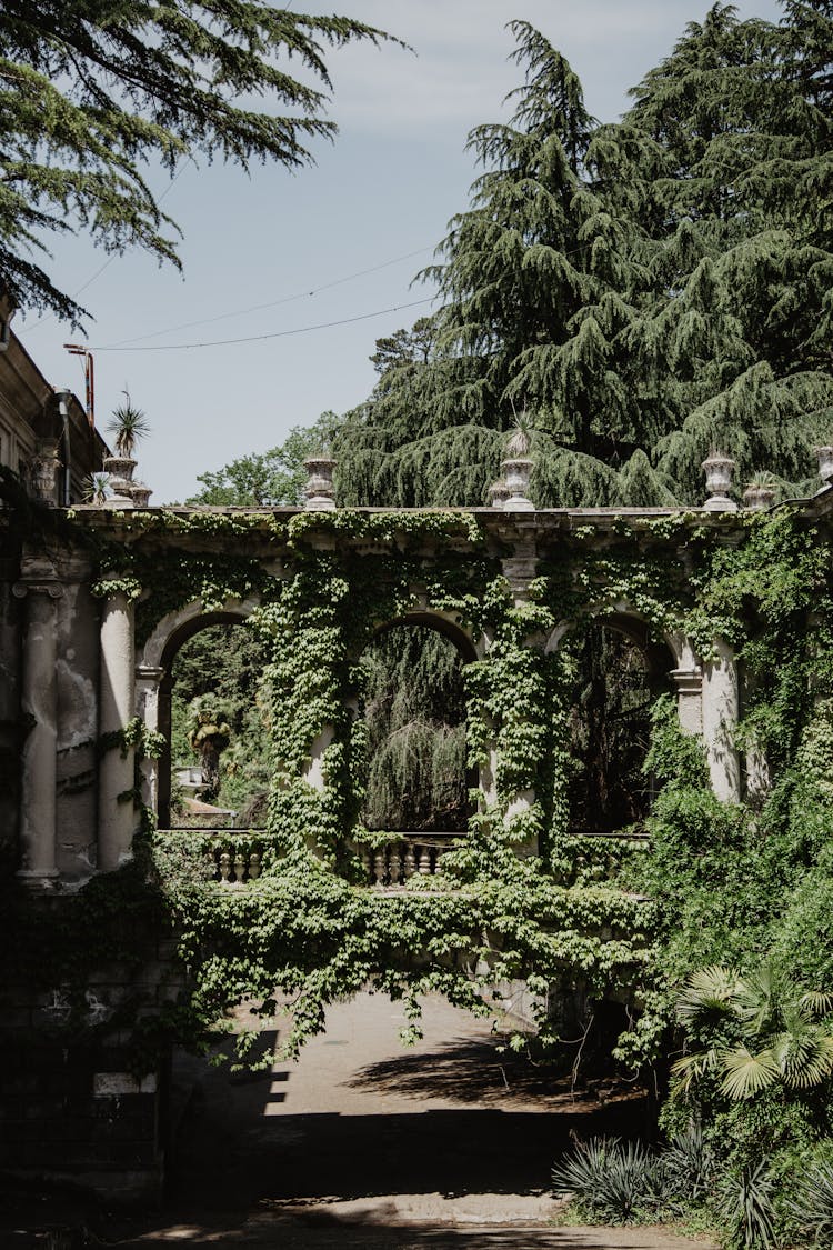 A Bridge With Overgrown Plants