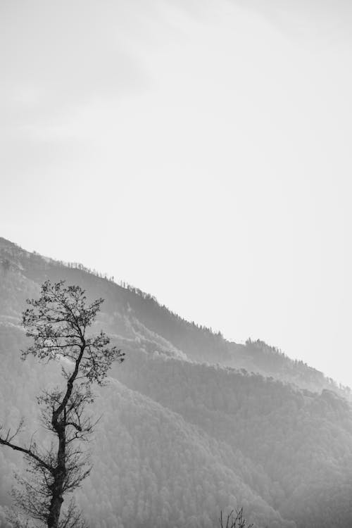 

A Grayscale of Trees on a Mountain