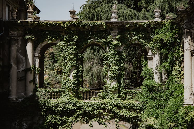 A Bridge With Overgrown Plants