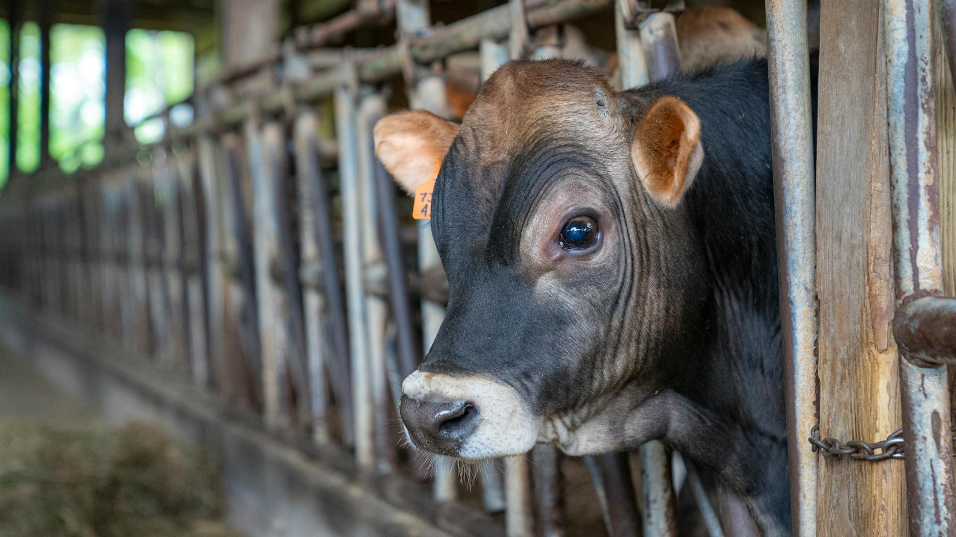 A Close-Up Shot of a Bull