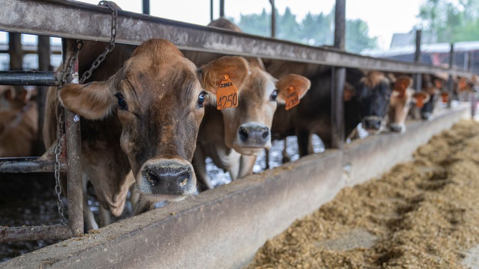 How Much Does It Cost to Raise a Cow? Breaking Down Expenses Year by Year 28. How Much Does It Cost to Raise a Cow? Breaking Down Expenses Year by Year