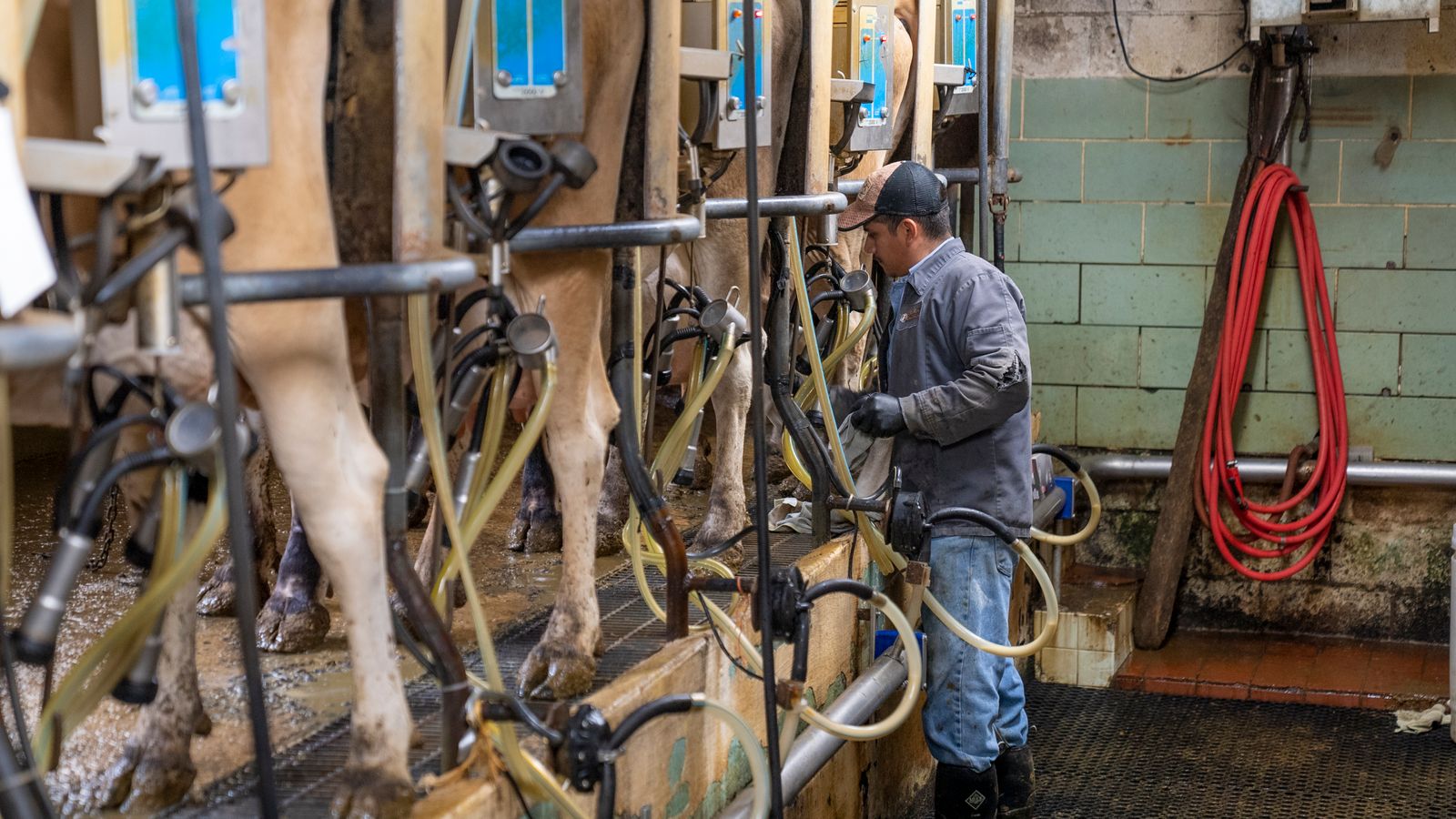 Éleveur surveillant la traite de vaches
