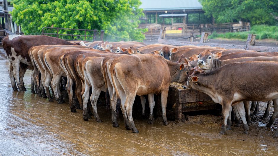 Can Cows Eat Watermelon? How to Safely Feed Cull Fruit to Your Herd Can Cows Eat Watermelon? How to Safely Feed Cull Fruit to Your Herd
