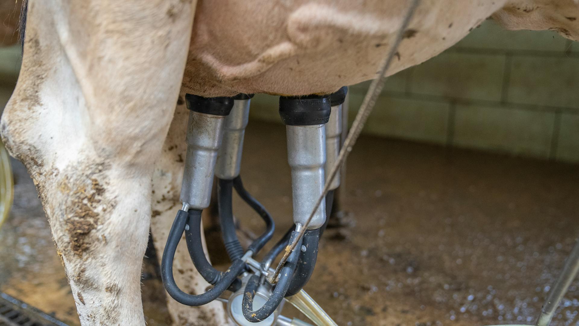 Pumping Milk on Mother Cow Using Pump Machine