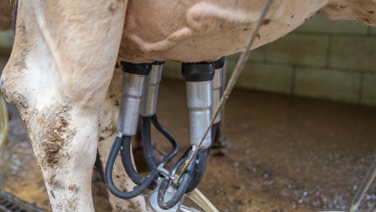 Pumping Milk On Mother Cow Using Pump Machine